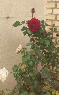 بیلبوردی