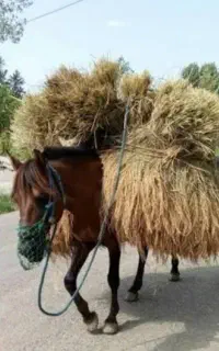 اسب کسی بخواد برا بار درآوردن جو از مزرعه