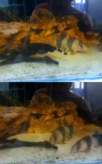 لوچ دلقک
