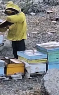 زنبور عسل