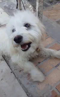 سگ‌پاپی‌باهوش