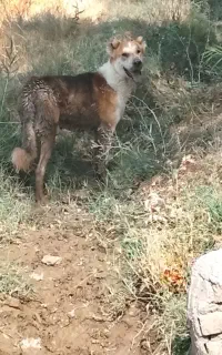 سگ برا نگهبانی