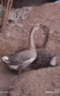 قوغاز