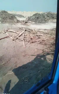 برش درخت باغی