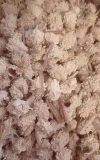 شکروک ،شیکرتغال