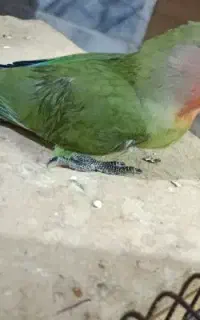 جوجه ۵۰روزه