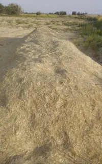 کاه جو وگندم