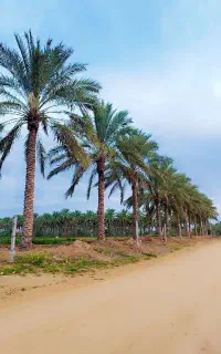 رویایی به زیبایی یک نخلستان