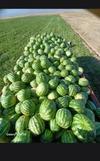 هندونع گوجه فروشی تحولی  میدون  یزد