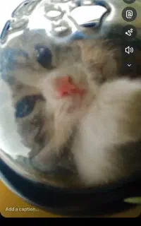 بچه گربه ۲ماه ونیم