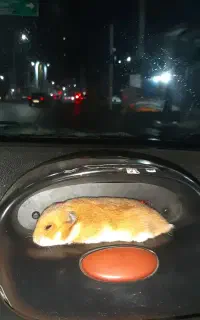 معاوضه یه جفت همستر