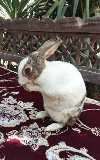 خرگوش ماده چشم دورنگ