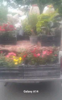 سمپاشی و باغبانی درتمامی نقاط تهران