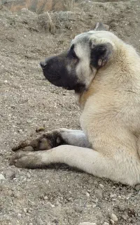 ماده سرابی اصل از بهترین نسل