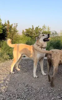 سگ خراسانی