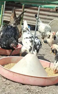 جوجه مرغ خروس گلین محلی