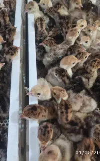 جوجه بوقلمون یکروزه 10 تیرماه