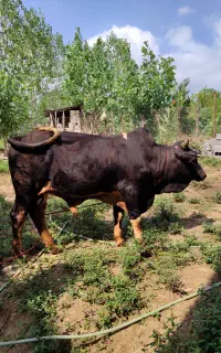 گاو نر دورگ محلی
