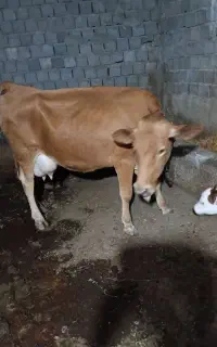 گاو