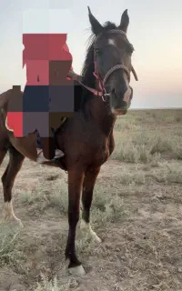 اسب
