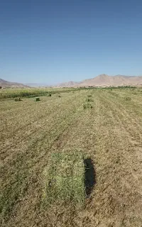 یونجه بسته پرس شده