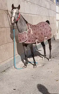 کره مادیان ۳ ساله