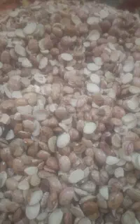 لوبیا