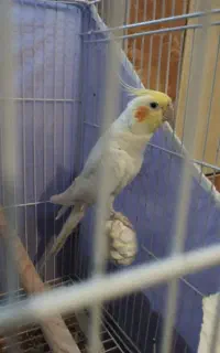 عروس هلندی نر
