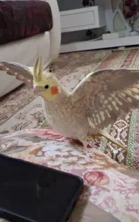 عروس هلندی گم شده