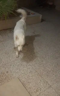 سگ ژرمن