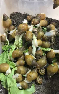 حلزون آلبینو و تخم حلزون