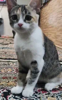 واگذاری گربه خانگی