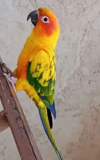جفت طوطی خورشیدی سخنگو به قیمت یکی