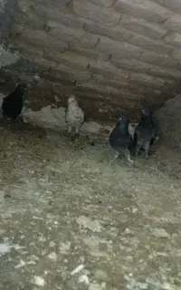 5عدد کفتر و 1عدد کفتر پلاکی مساحتی