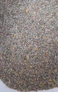 عدس ریز خوراک کبوتر