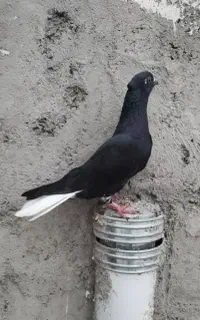 زاغ