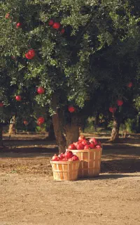مشاوره کشاورزی،باغداری،گلخانه،گیاهان زینتی