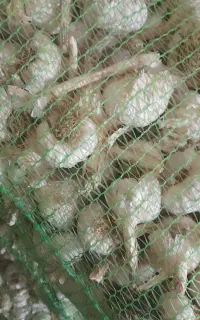 سیر بذری