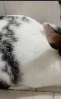 خرگوش
