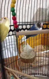 کوتوله وفنج نرگسی