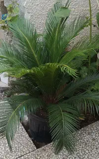 گل سیکاس