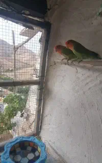 طوطی برزیلی نرو ماده باجوجه