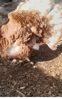 بوقلمون نر بزرگ خونگی