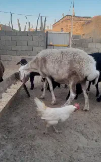دوعدد بره ودوعدد میش