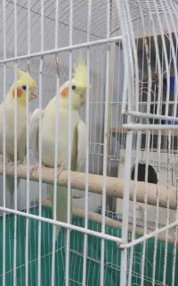 عروس هلندی لوتینو مولد با ۲ جوجه همراه تخم