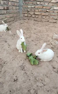 جوجه خرگوش