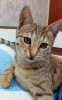 واگذاری رایگان گربه