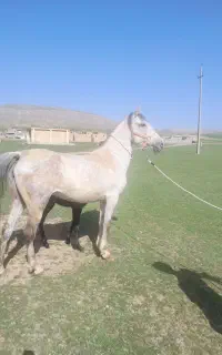 اسب مادیان