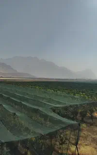 ساخت و اجرای گلخانه و باغ مدرن