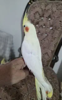 دوجفت عروس هلندی نرماده رام رام